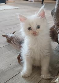 Cuccioli di gatto Maine Coon 