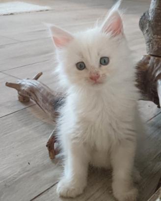 Cuccioli di gatto Maine Coon 