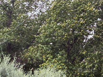 Castagne