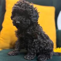 Barboncino Toy maschio