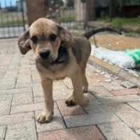 Cagnolini di 3 mesi