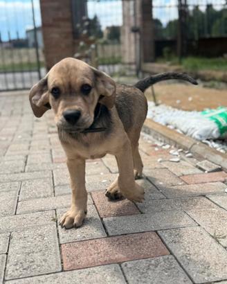 Cagnolini di 3 mesi