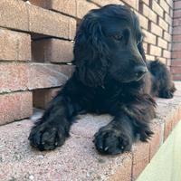 Cocker femmina per accoppiamento