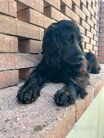 Cocker femmina per accoppiamento