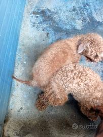 Cuccioli di barboncino toy