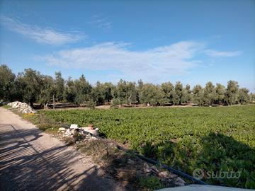 Oliveto secolare di ettari 3,5