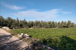 Oliveto secolare di ettari 3,5