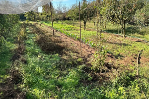 Terreno Agricolo edificabile