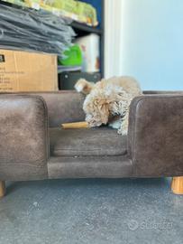 Cucciolo maltipoo toy mini albicocca