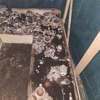 funghi cardoncelli ceppo 146