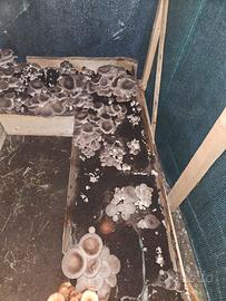 funghi cardoncelli ceppo 146