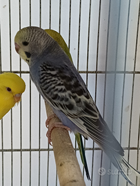 Cocoriti 2025 vari colori