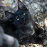 Meravigliosa squamina Iglesiente di 3 mesi