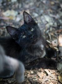 Meravigliosa squamina Iglesiente di 3 mesi