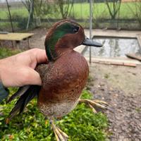 Anatra ibrido alzavola europea X amaranto