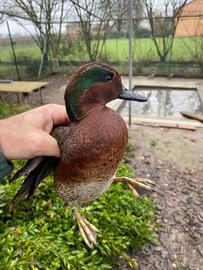 Anatra ibrido alzavola europea X amaranto