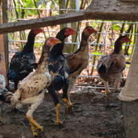 Galli shamo combattenti