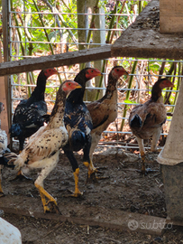 Galli shamo combattenti