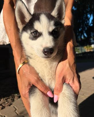 Cucciole di Husky