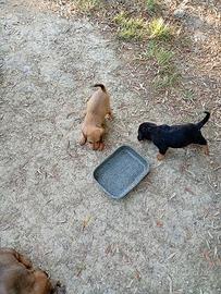 Cuccioli cani adulti per tartufo leggi bene