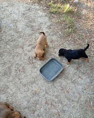 Cuccioli cani adulti per tartufo leggi bene