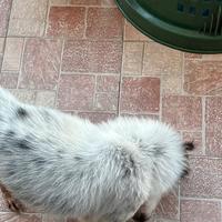 Cane meticcio piccola taglia