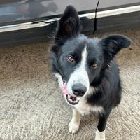 Border colli per accoppiamento