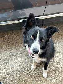 Border colli per accoppiamento