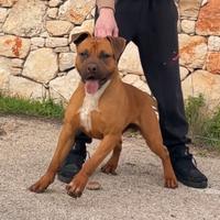 Amstaff