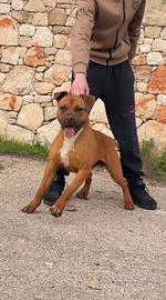 Amstaff