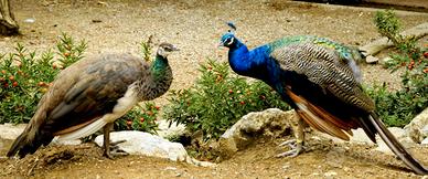 Ultima coppia di pavoni