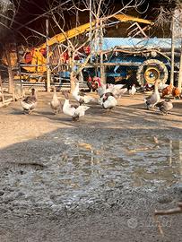 Anatre, oche tacchino