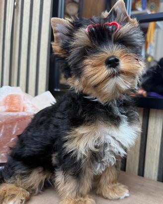 Colorful yorkshire terrier