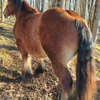 Cavalla pesante di 4 anni