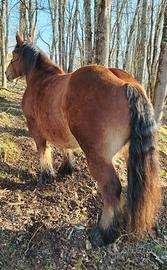 Cavalla pesante di 4 anni