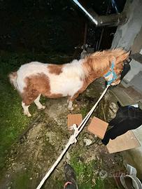 Pony