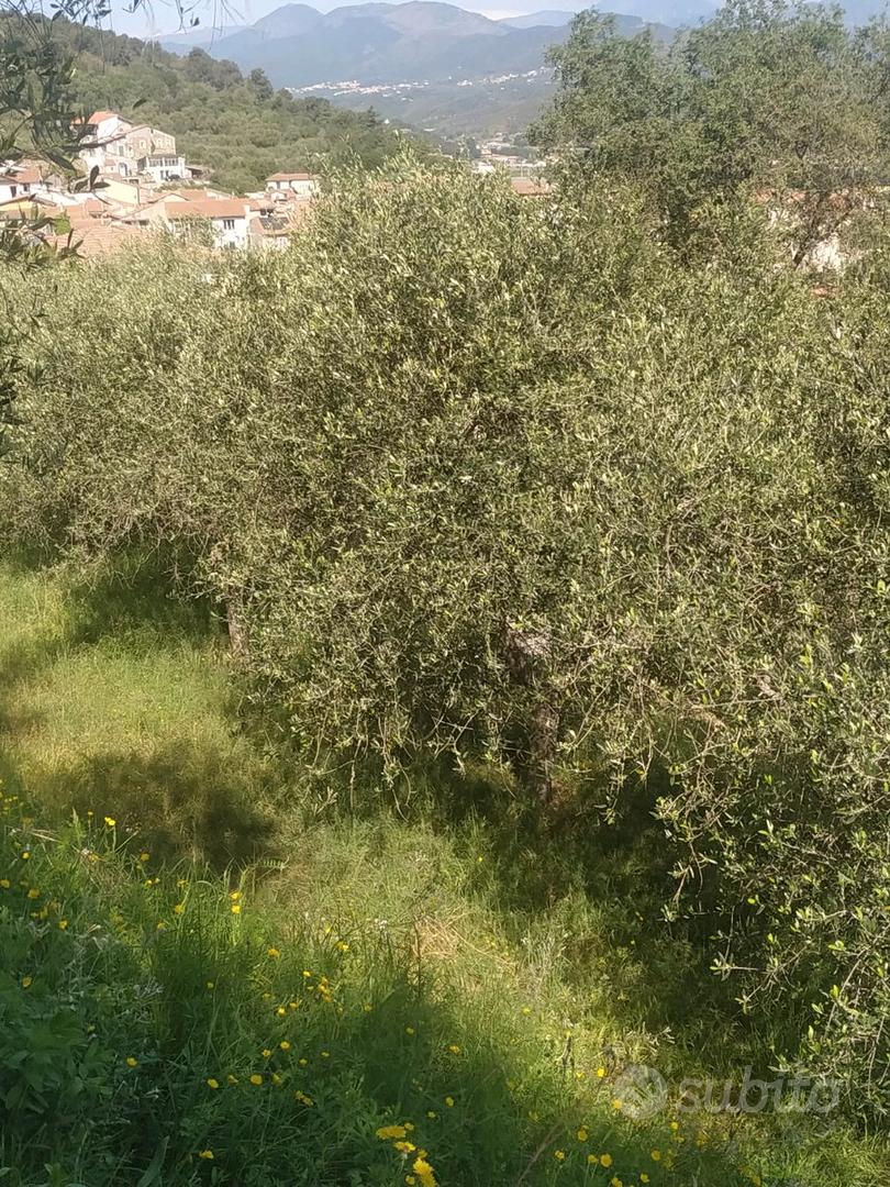 Terreni agricoli - Vista 4