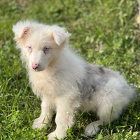 Pastore australiano con pedigree enci