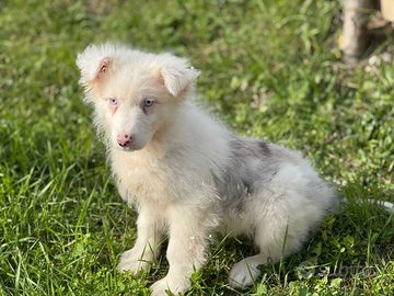 Pastore australiano con pedigree enci