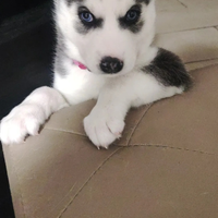 Husky