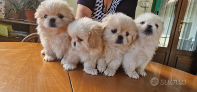 Cuccioli di razza Pechinese