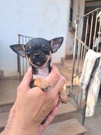 Incrocio pincher e chiwawa