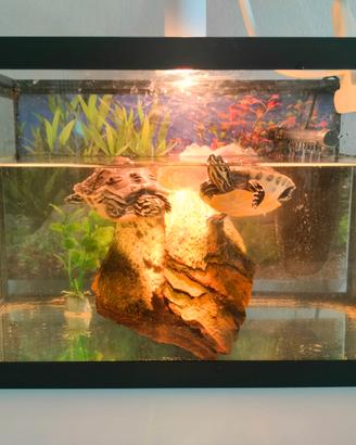 Acquario 20 litri con filtro, roccia e luce