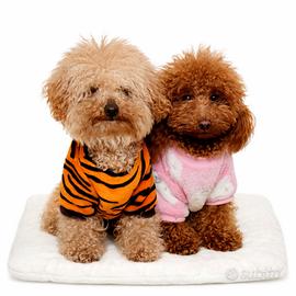 Barboncino con Pedigree Enci