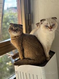 Cuccioli Scottish fold