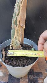 Cactus Caudex Bonsai -  Bursera Fagaroides - RARA!