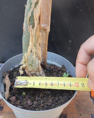 Cactus Caudex Bonsai -  Bursera Fagaroides - RARA!