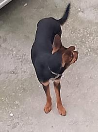 Incrocio pastore tedesco femmina