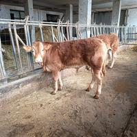 Vitello limousine di 7 mesi