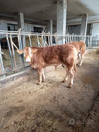 Vitello limousine di 7 mesi